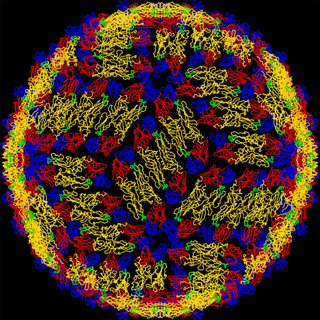 dengue virus